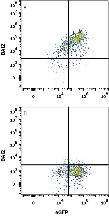 Detection of BAI2 antibody in HEK293 Human Cell Line Transfected with Human BAI2 and eGFP antibody by Flow Cytometry.