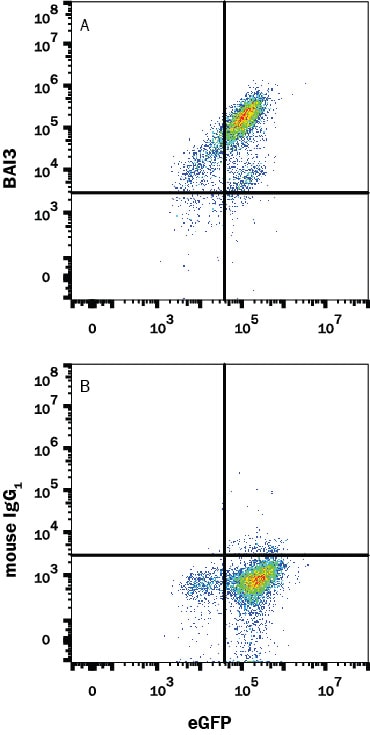 Detection of BAI3 antibody in HEK293 Human Cell Line Transfected with Human BAI3 and eGFP antibody by Flow Cytometry