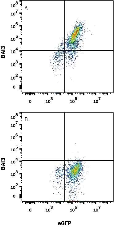 Detection of BAI3 antibody in HEK293 Human Cell Line Transfected with Human BAI3 and eGFP antibody by Flow Cytometry.