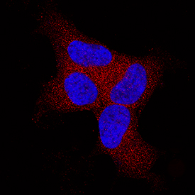 BAK antibody in HEK293 Human Cell Line by Immunocytochemistry (ICC).