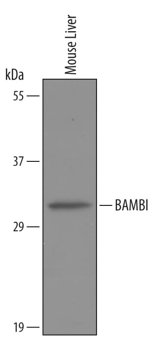 Detection of Mouse BAMBI/NMA antibody by Western Blot.