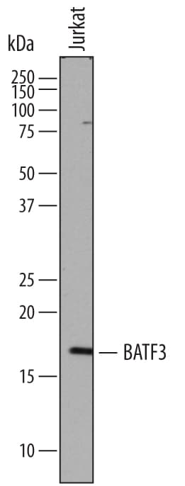 Detection of Human BATF3 antibody by Western Blot.