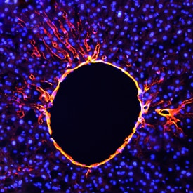 BCAM antibody in Mouse Liver by Immunohistochemistry (IHC-Fr).