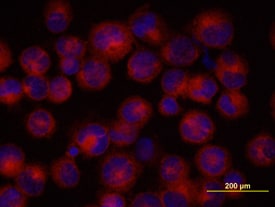 BMI‑1 antibody in K562 Human Cell Line by Immunocytochemistry (ICC).