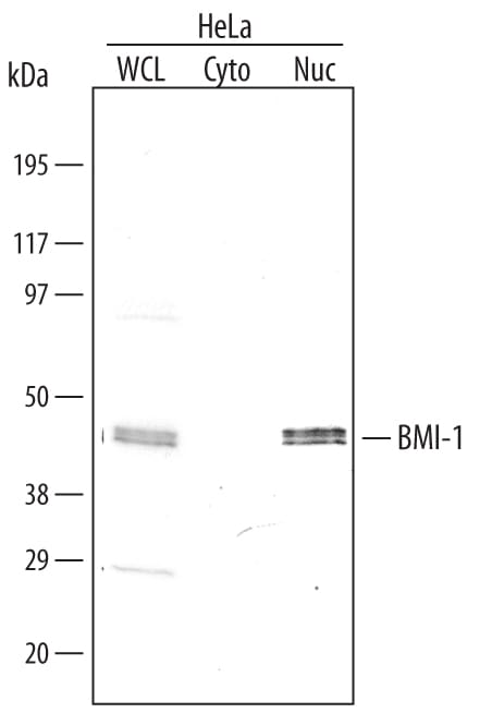 Detection of Human BMI‑1 antibody by Western Blot.