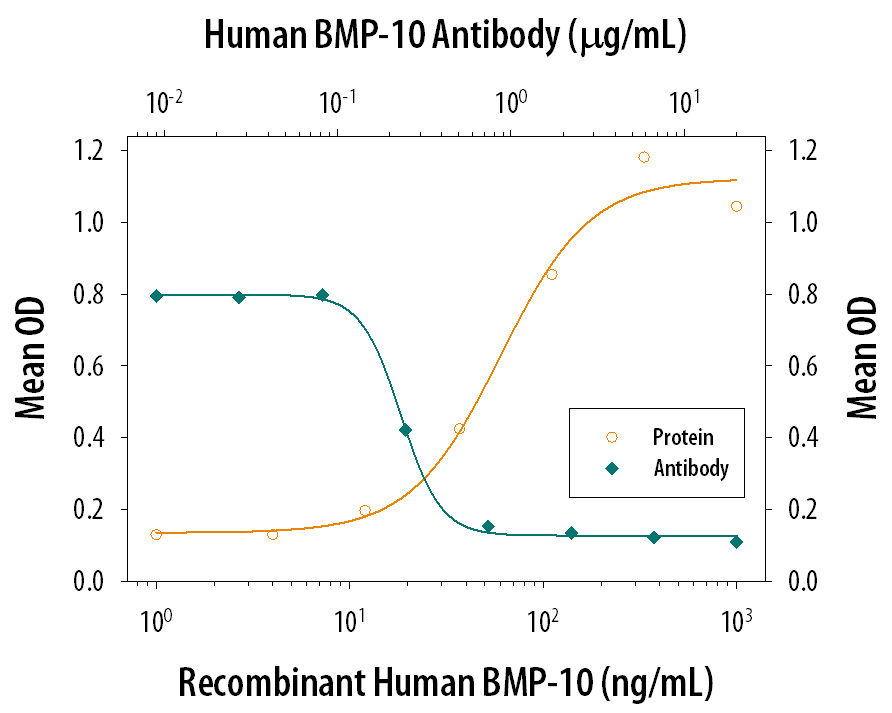 Alkaline Phosphatase Production Induced by BMP‑10 and Neutralization by Human BMP‑10 Antibody.