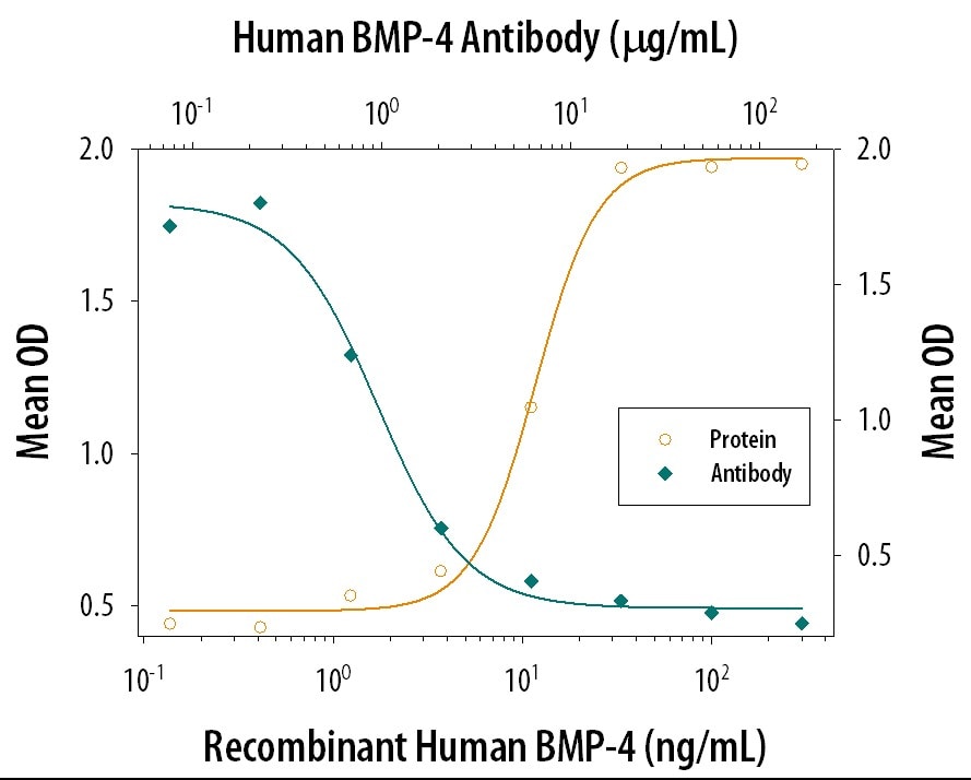 Alkaline Phosphatase Production Induced by BMP‑4 and Neutralization by Human BMP‑4 Antibody.