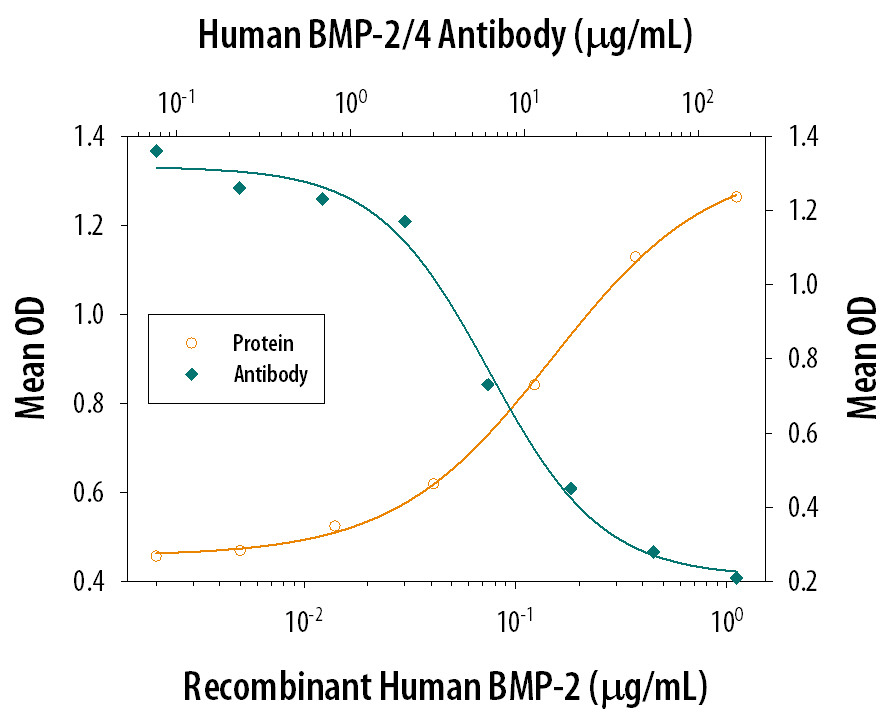 Alkaline Phosphatase Production Induced by BMP‑2 and Neutralization by Human BMP-2/BMP-4 Antibody.