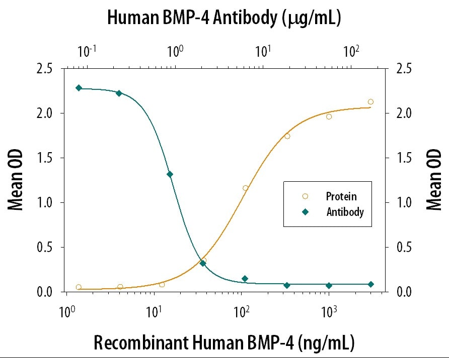 Alkaline Phosphatase Production Induced by BMP‑4 and Neutralization by Human BMP‑4 Antibody.