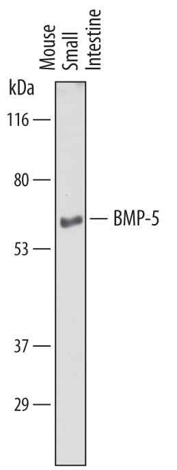 Detection of Mouse BMP-5 antibody by Western Blot.