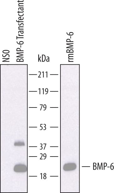 Detection of Mouse BMP-6 antibody by Western Blot.