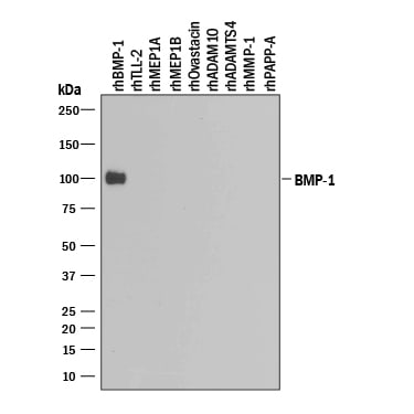 Detection of Recombinant Human BMP-1/PCP antibody by Western Blot.