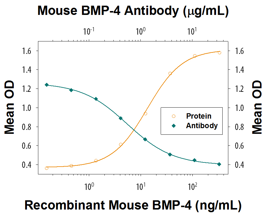 Alkaline Phosphatase Production Induced by BMP-4 and Neutralization by Mouse BMP-4 Antibody.