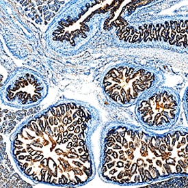 BMP-4 antibody in Mouse Embryo by Immunohistochemistry (IHC-Fr).