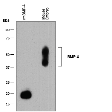 Detection of Mouse BMP-4 antibody by Western Blot.
