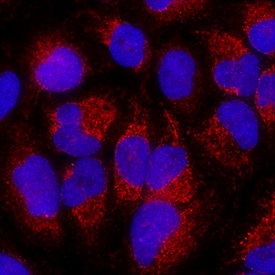 BNIP3 antibody in HeLa Human Cell Line by Immunocytochemistry (ICC).