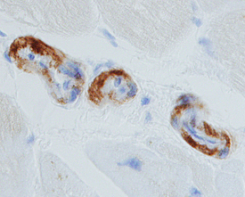 Pro-BNP antibody in Human Heart by Immunohistochemistry (IHC-P).