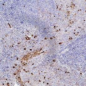 BPI antibody in Human Tonsil by Immunohistochemistry (IHC-P).