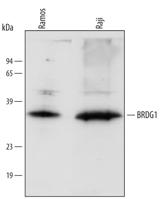Detection of Human BRDG1 antibody by Western Blot.