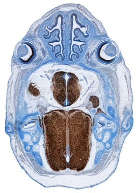 SEZ6L2/BSRP-A antibody in Mouse Embryo by Immunohistochemistry (IHC-Fr).