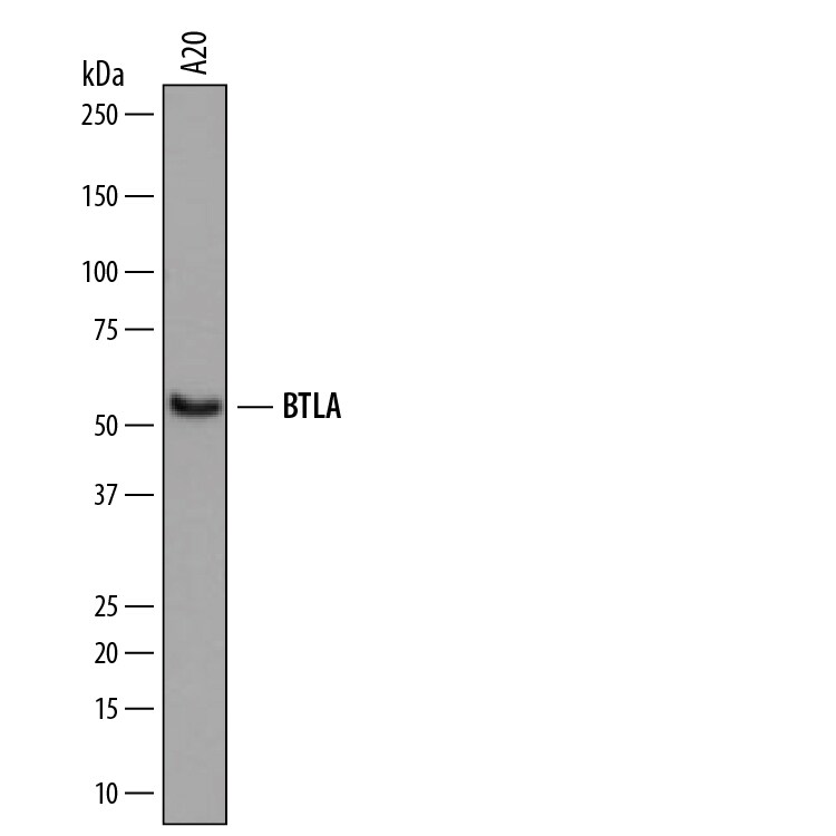 Detection of Mouse BTLA antibody by Western Blot.