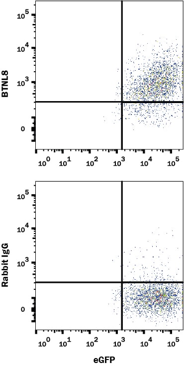 Detection of BTNL8 antibody in HEK293 Human Cell Line Transfected with Human BTNL8 and eGFP antibody by Flow Cytometry.