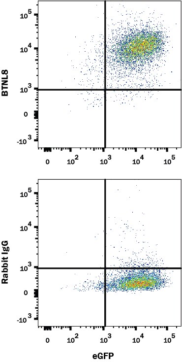 Detection of BTNL8 antibody in HEK293 Human Cell Line Transfected with Human BTNL8 and eGFP antibody by Flow Cytometry.