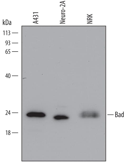Detection of Human, Mouse, and Rat Bad antibody by Western Blot.
