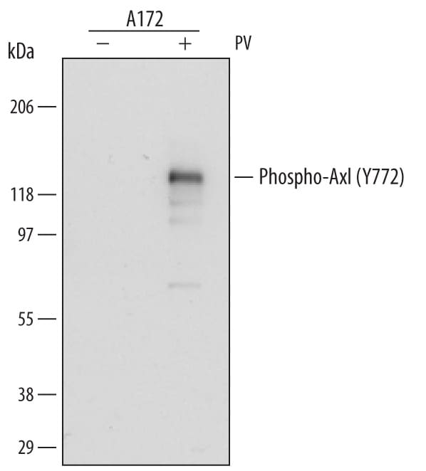 Detection of Human Phospho-Axl (Y779) antibody by Western Blot.