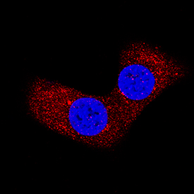 Bad antibody in NIH-3T3 Mouse Cell Line by Immunocytochemistry (ICC).