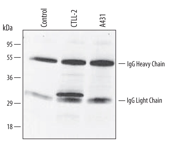 Immunoprecipitation of Mouse Bag‑1.