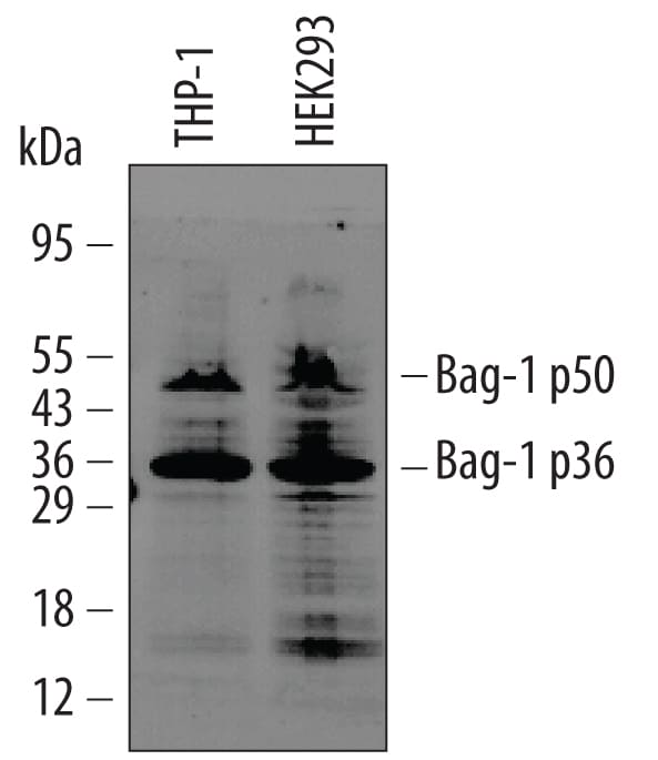 Detection of Human Bag‑1 antibody by Western Blot.