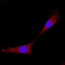 Bax antibody in A549 Human Cell Line by Immunocytochemistry (ICC).