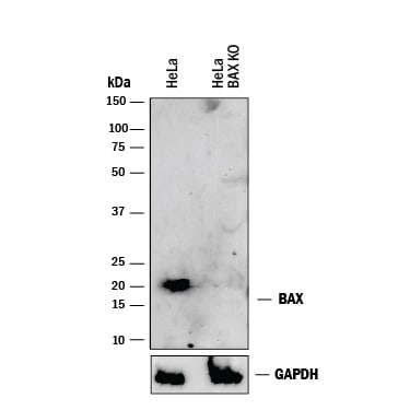 Western Blot Shows Human Bax Antibody Specificity by Using Knockout Cell Line.