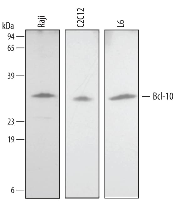 Detection of Human/Mouse/Rat Bcl‑10 antibody by Western Blot.