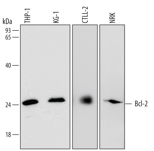 Detection of Human, Mouse, and Rat Bcl-2 antibody by Western Blot.