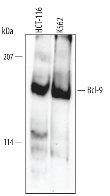Detection of Human Bcl‑9 antibody by Western Blot.