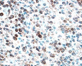 Bcl‑w antibody in Human Spleen by Immunohistochemistry (IHC-P).