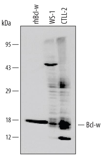Detection of Human Bcl‑w antibody by Western Blot.