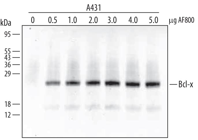 Immunoprecipitation of Human Bcl-x.