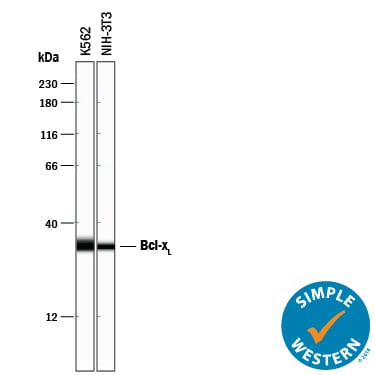 Detection of Human Bcl‑xLby Simple WesternTM.