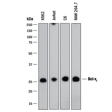 Detection of Bcl‑xLby Western Blot.