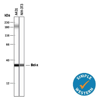 Detection of Human and Mouse Bcl‑x antibody by Simple WesternTM.