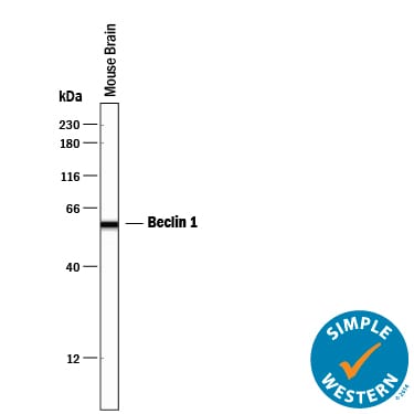 Detection of Mouse Beclin 1 antibody by Simple WesternTM.