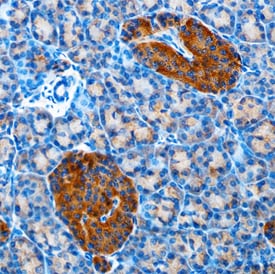 Betacellulin/BTC antibody in Human Pancreas by Immunohistochemistry (IHC-P).