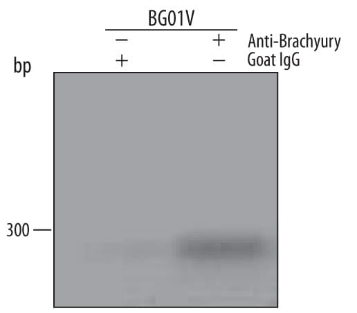 Detection of Brachyury-regulated Genes antibody by Chromatin Immunoprecipitation.