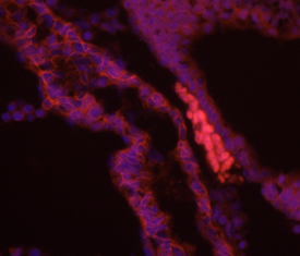 Brachyury antibody in Embryonic Mouse Notochord by Immunohistochemistry (IHC-Fr).