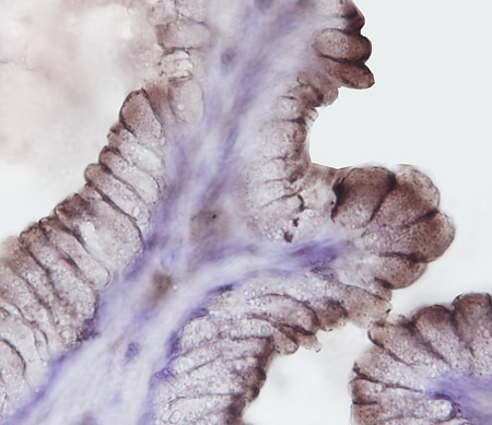 Bradykinin RB2/BDKRB2 antibody in Human Stomach by Immunohistochemistry (IHC-P).