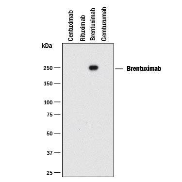 Detection of Brentuximab antibody by Western Blot.