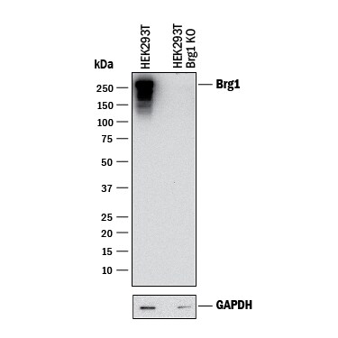 Western Blot Shows Human Brg1 Antibody Specificity by Using Knockout Cell Line.